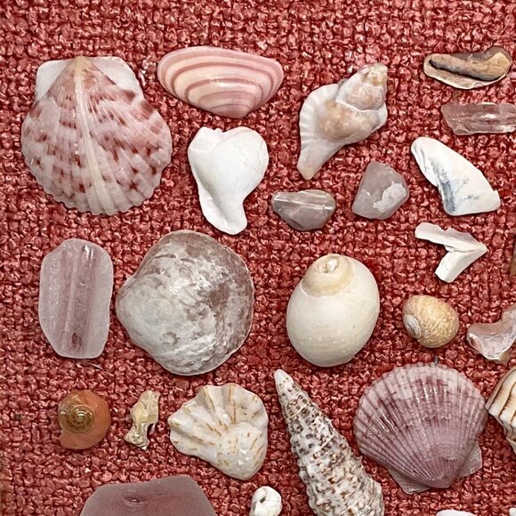 Pretty Pink Shell Display - Picture 4 of 6